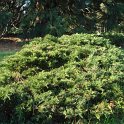 Juniperus sabina 'Tamariscifolia'